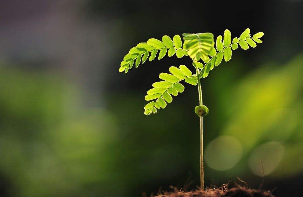 土壤水分測(cè)量儀